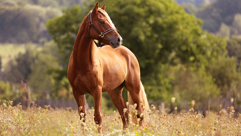 Horses: Avoiding Summer's Hazards