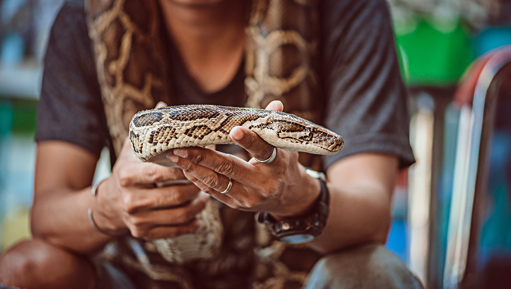 Snakebites: Safety Tips and Treatment