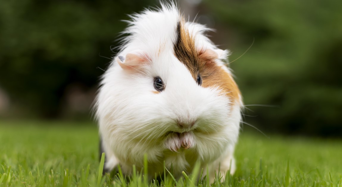 Do Guinea Pigs Make Good Pets?