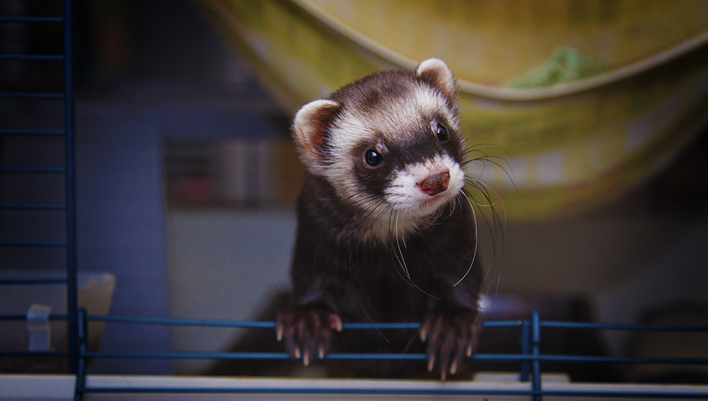 Ferrets: Litter Box Training Tips