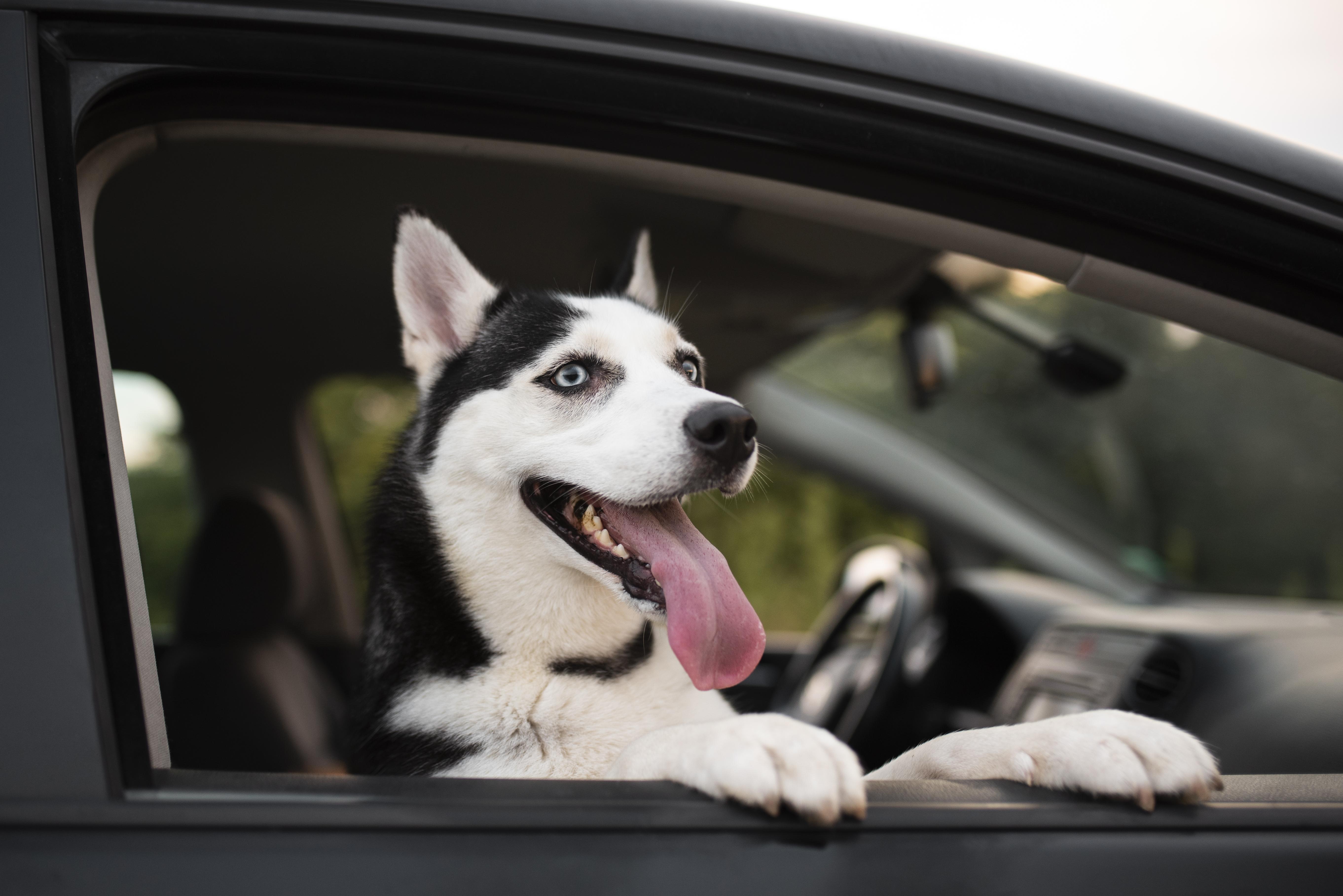 can dogs travel in car