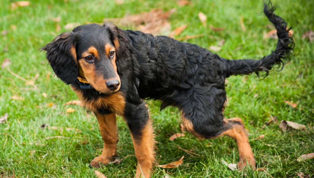 Why Do Dogs Run After They Poop