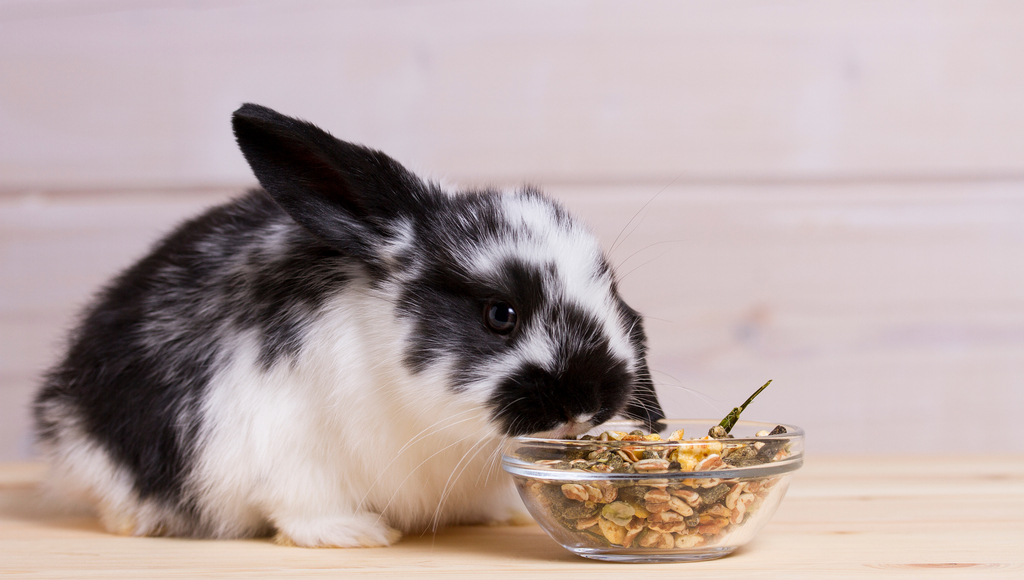 Feeding Your Rabbit