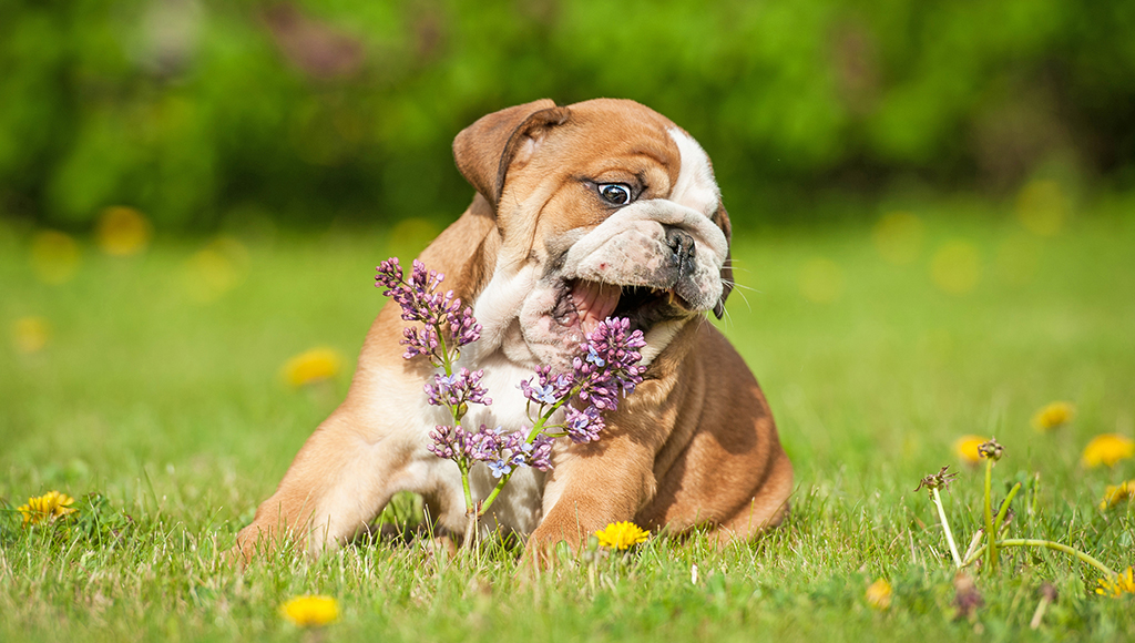 Pretty Plants Can Be Dangerous