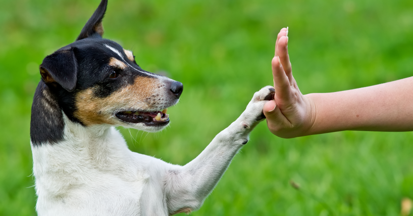 Ask Dr. Jenn: How Can I Tell if My Dog is Deaf?