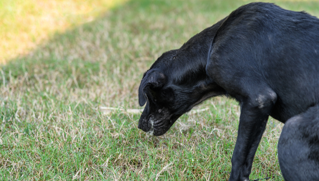 what should i do when my dog vomits