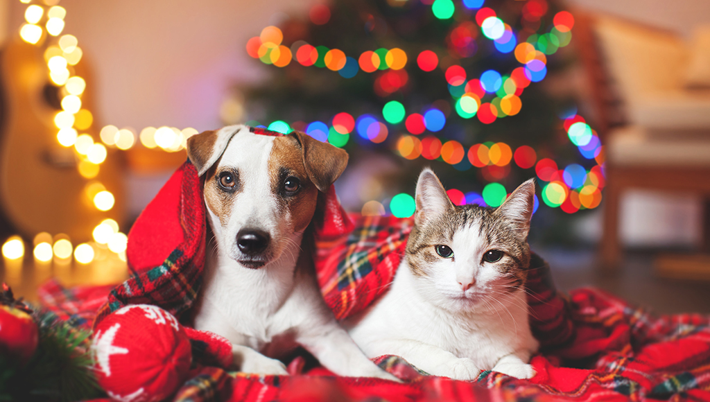 More Holiday Safety Tips