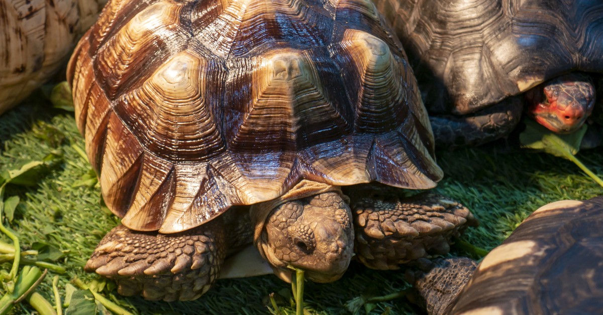 Keeping a Hermann's Tortoise as a Pet