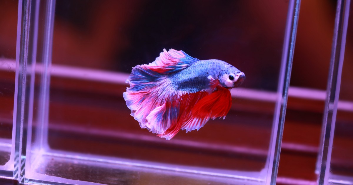 Warning Signs Your Pet Fish is Sick | Symptoms and Remedies