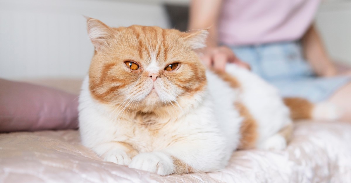 Why Cats Purr | The Science and Meaning Behind Purring